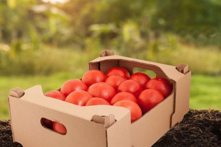 Carton Trays